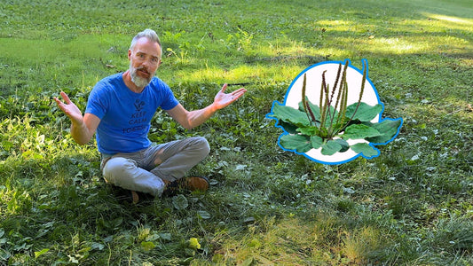 Broadleaf Plantain: NOT a Weed (Shockingly Useful)