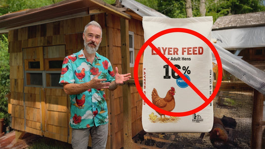 Why Layer Feed Isn’t Made for YOUR Chickens