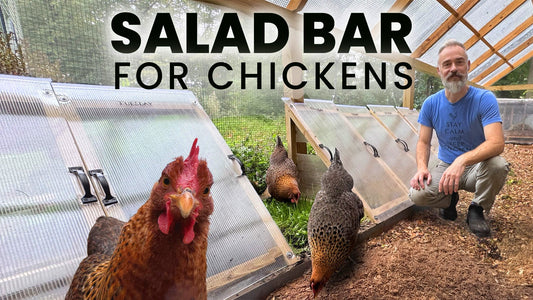 How to Build a Salad Bar for Chickens (That Actually Works)