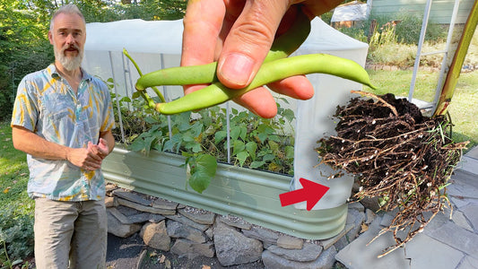 Don’t Pull Your Green Beans — This Is Gardening 101