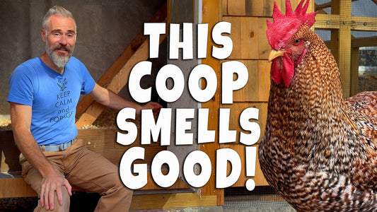 Deep Litter Method for Chickens — How to Keep Your Coop Clean & Odor-Free